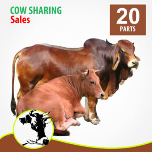100k Bokolo Cow Sharing Shopcity Auto-resale Profit